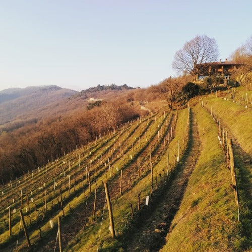 Pendio vino biologico IGT Sebino Rosso 2020 - Pianora - Image 3