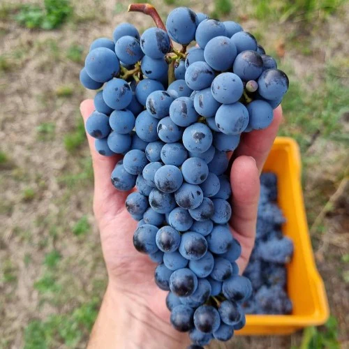 Pendio vino biologico IGT Sebino Rosso 2020 - Pianora - Image 4