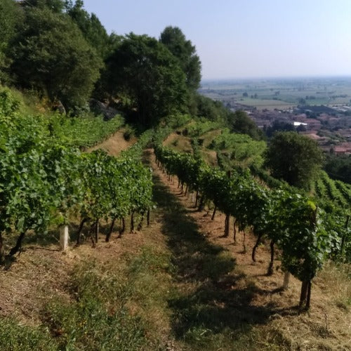 Tersicore vino biologico IGT Sebino Rosso 2021 - Pianora - Image 3