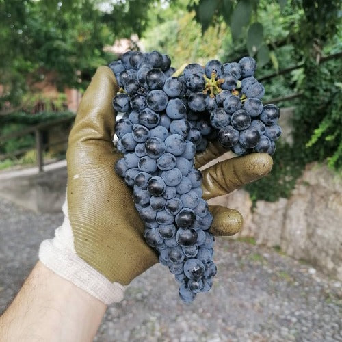 Tersicore vino biologico IGT Sebino Rosso 2021 - Pianora - Image 4